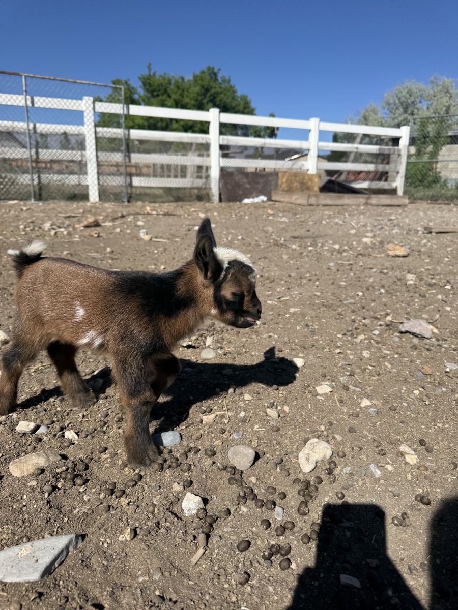 Nigerian dwarf baby goat