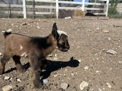 Nigerian dwarf baby goat
