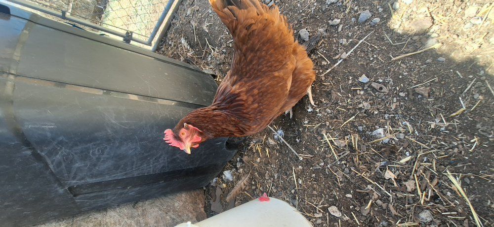 friendly laying Hens available