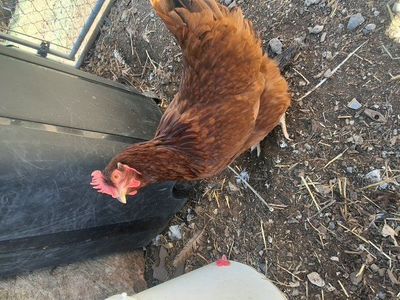 friendly laying Hens available