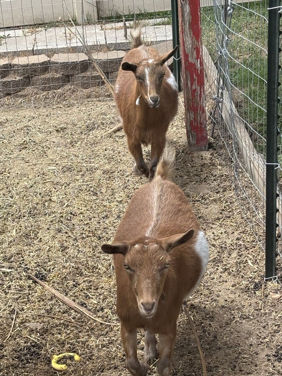 Doe Pygmy Goats