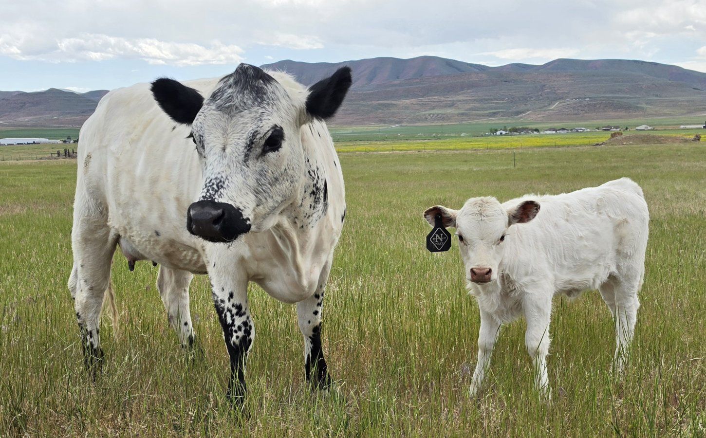 Dexter cow with heifer calf