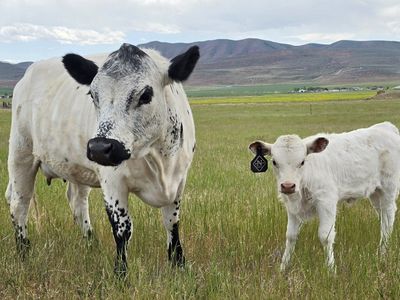 Dexter cow with heifer calf