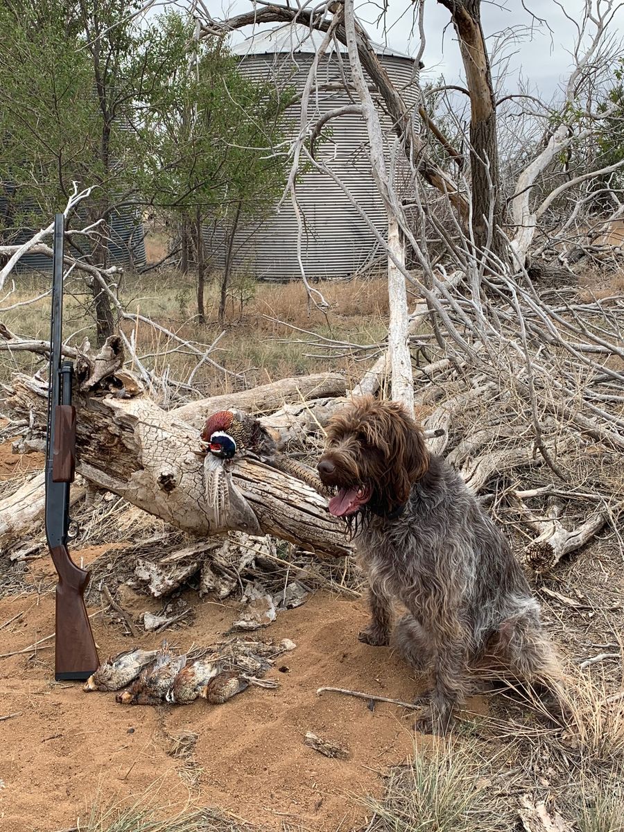 Rehoming a Wirehaired Pointing Griffon