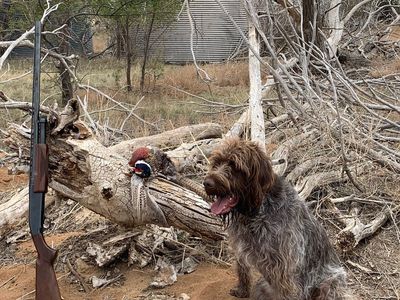 Rehoming a Wirehaired Pointing Griffon