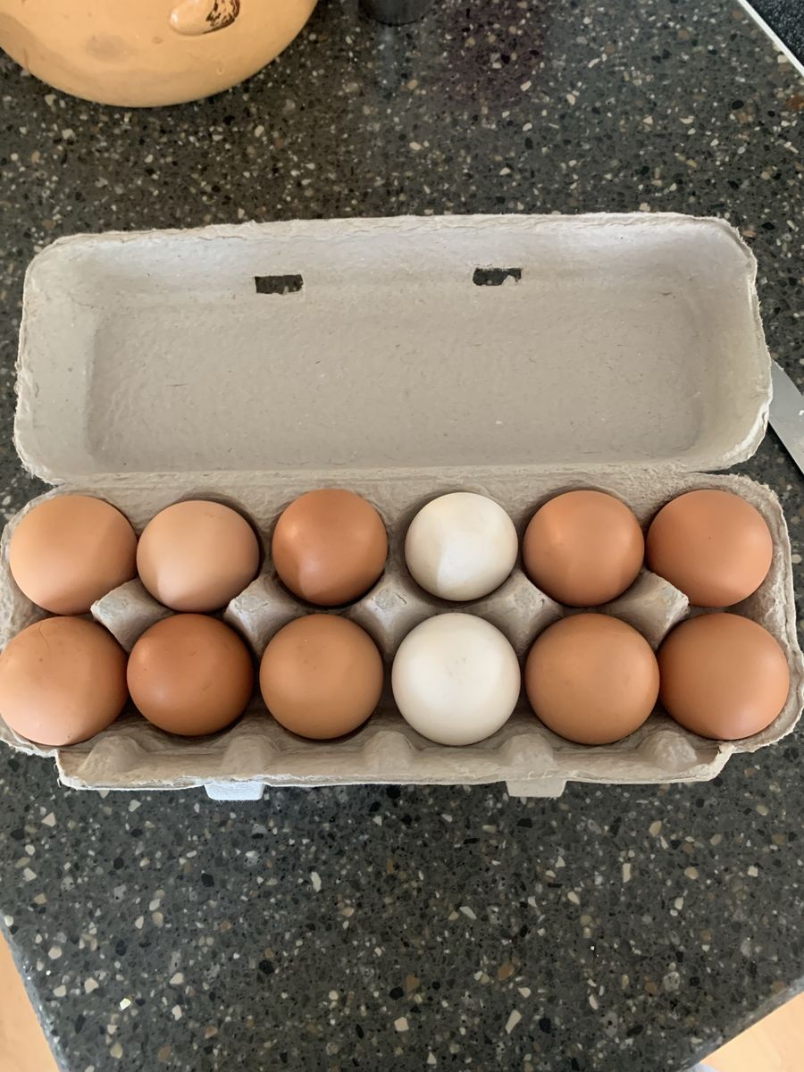 eggs for sale