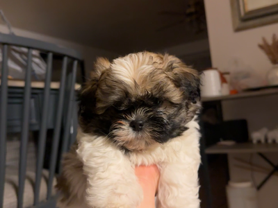 Shih tzu