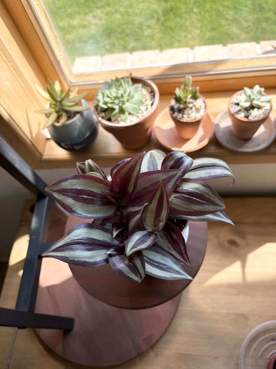 Tradescantia Zebrina House Plant
