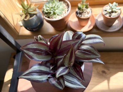 Tradescantia Zebrina House Plant