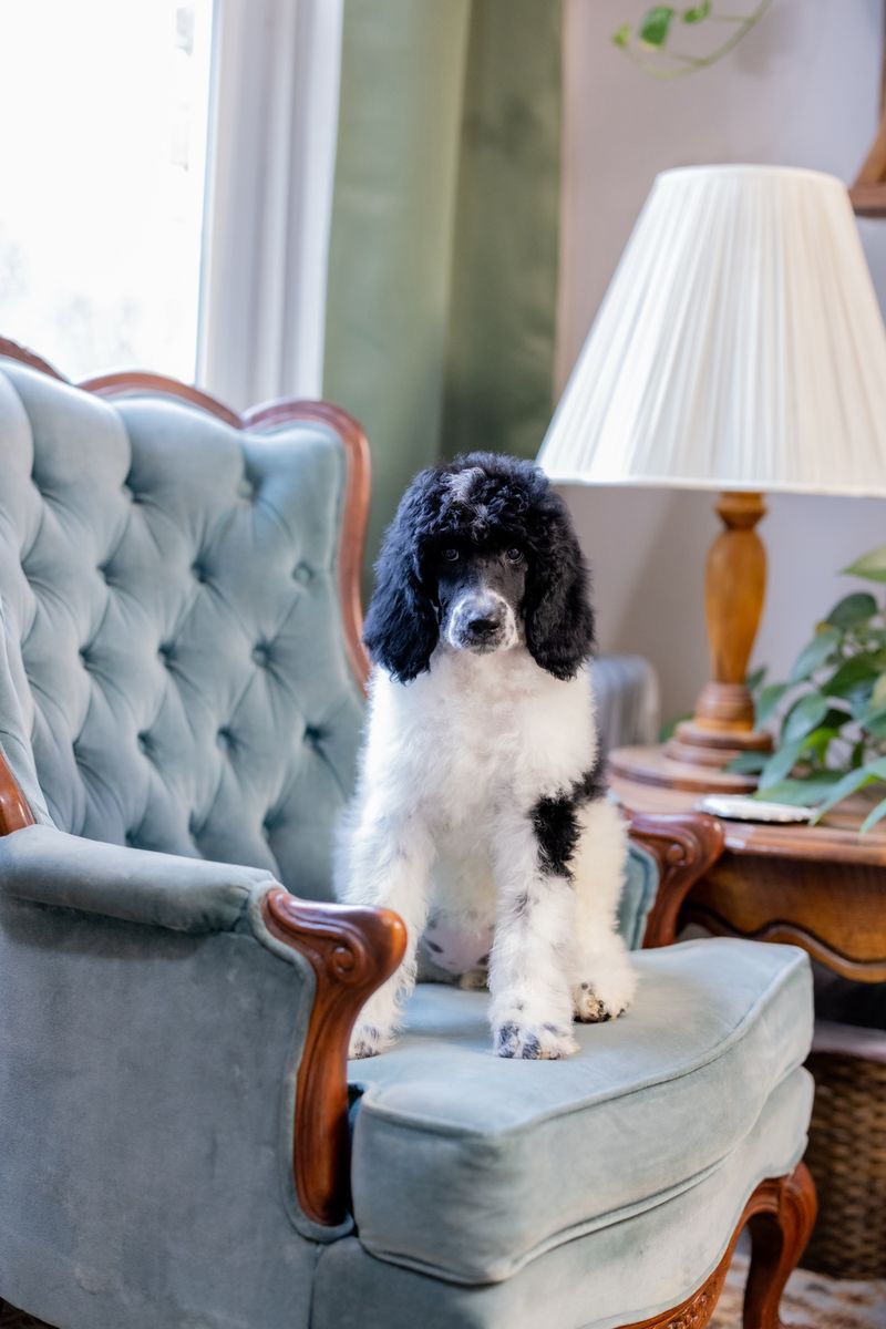 AKC Standard Poodle Puppies