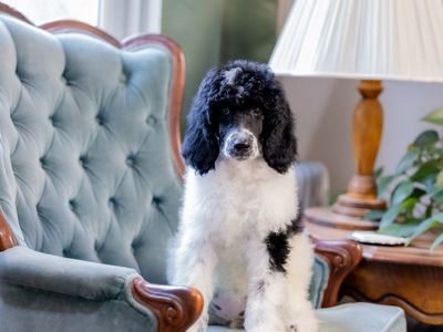 AKC Standard Poodle Puppies