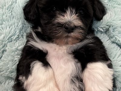 Havanese