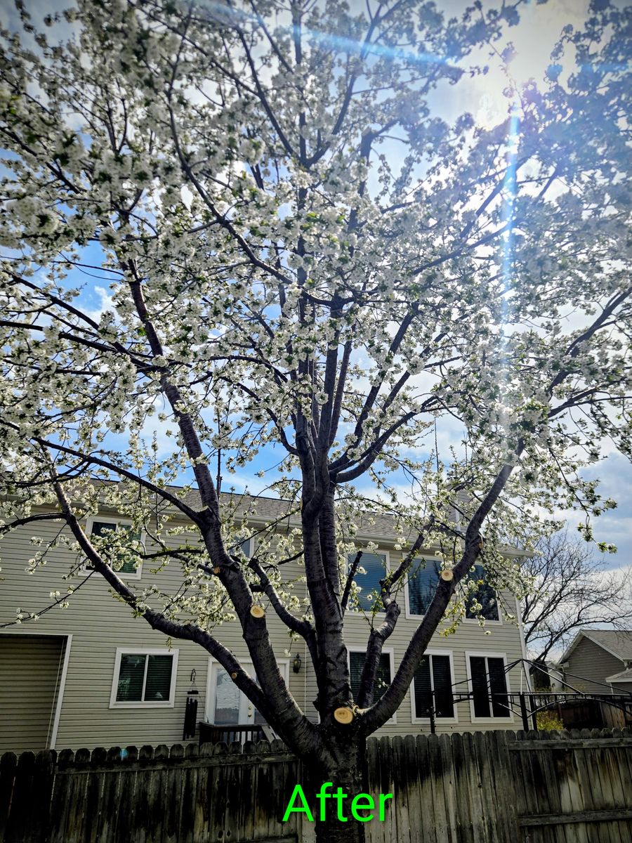 Earthlys Tree Care(Arborist, tree health specialist, proper pruning), removals. Spring special 30% discount