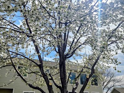 Earthlys Tree Care(Arborist, tree health specialist, proper pruning), removals. Spring special 30% discount