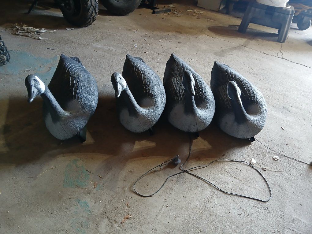 Goose decoys