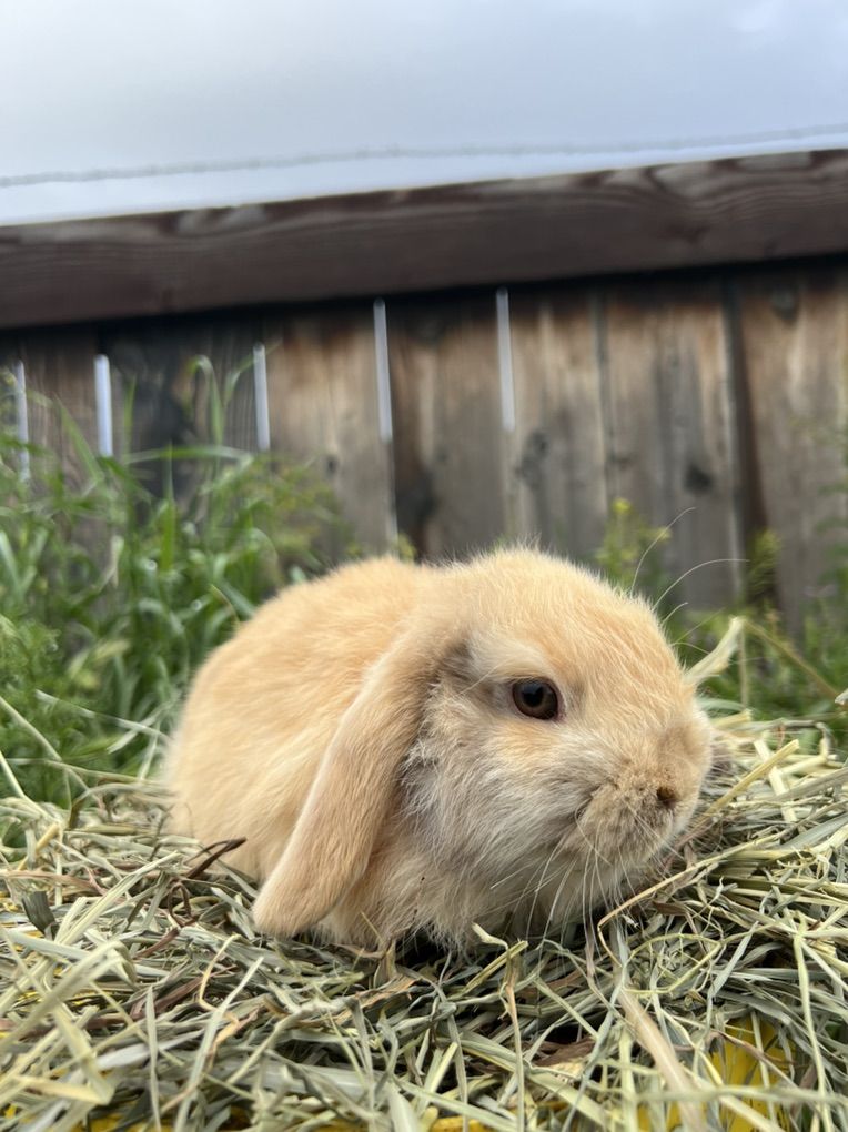 Pedigreed Holland Lop Buck