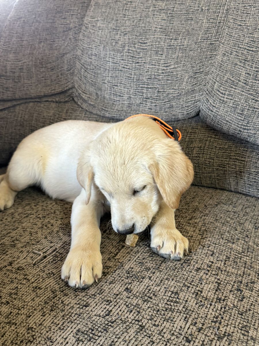 AKC yellow Labs