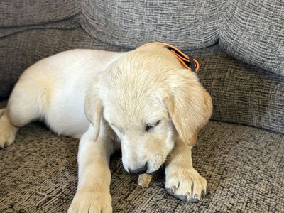 AKC yellow Labs