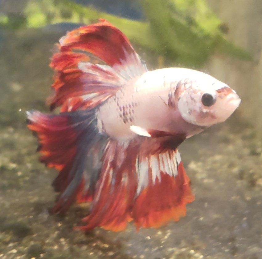 Import red and White Betta Fish - Healthy Live Freshwater Pet