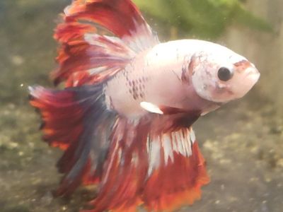 Import red and White Betta Fish - Healthy Live Freshwater Pet