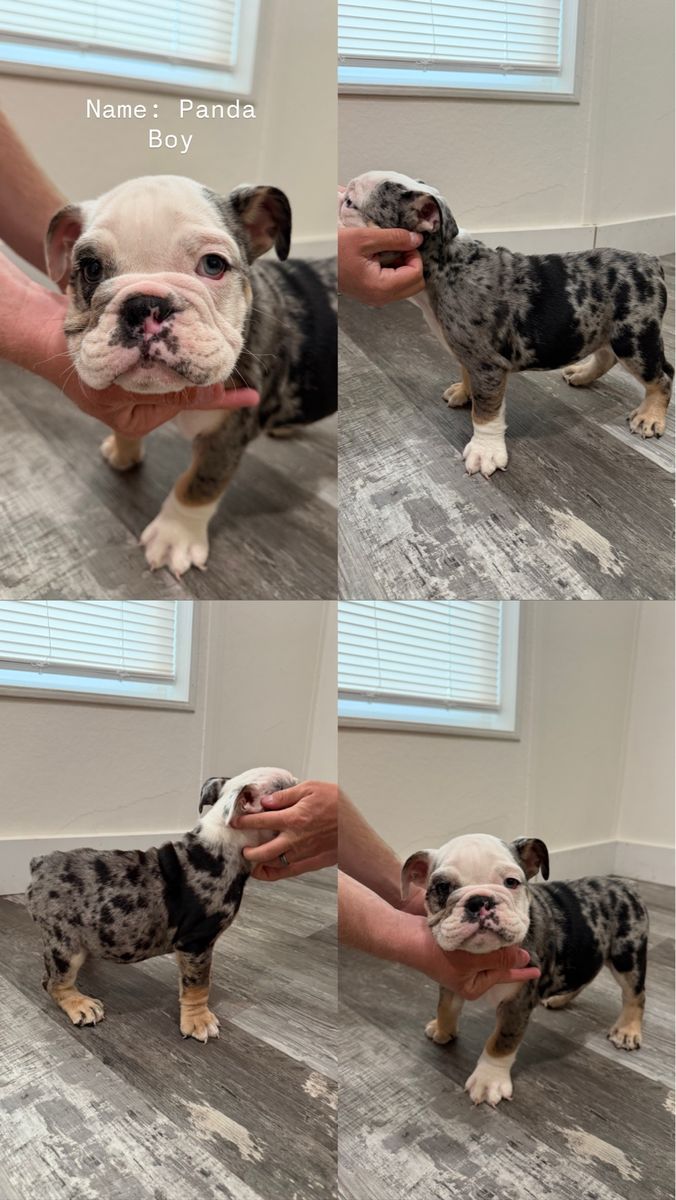3 AKC registered male English bulldog puppies