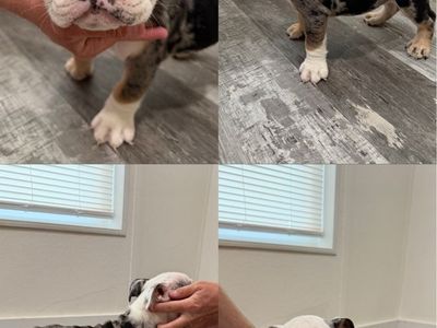 3 AKC registered male English bulldog puppies