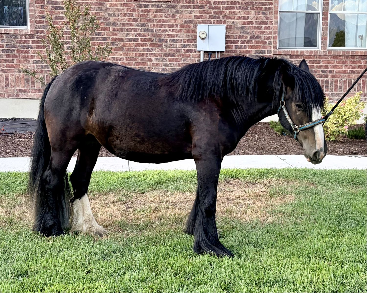 GYPSY VANNER MARE 4YO
