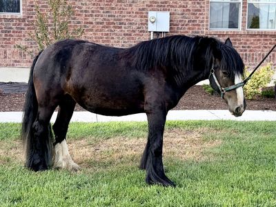 GYPSY VANNER MARE 4YO