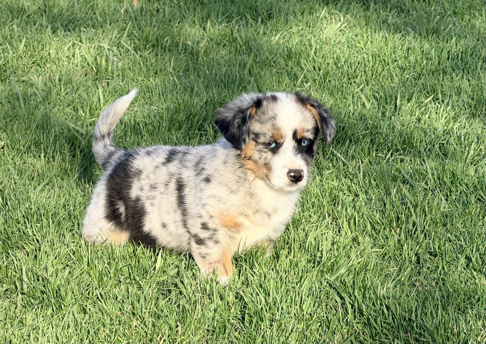 Cowboy Corgi Corgi X Mini Aussie