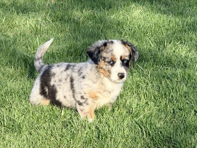 Cowboy Corgi Corgi X Mini Aussie
