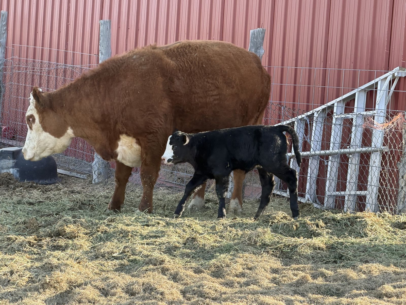 Herford Cow With Angus Cross Calf