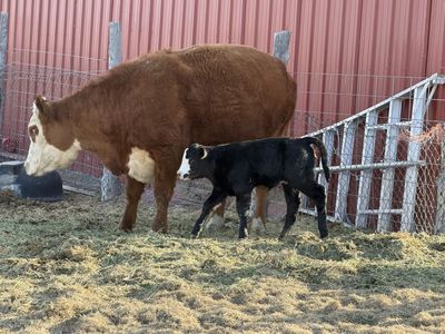 Herford Cow With Angus Cross Calf