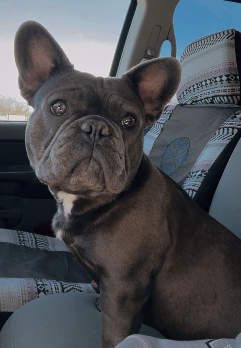 Blue Brindle Franchie Stud