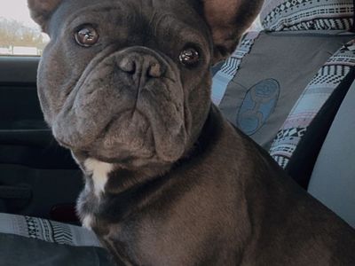 Blue Brindle Franchie Stud