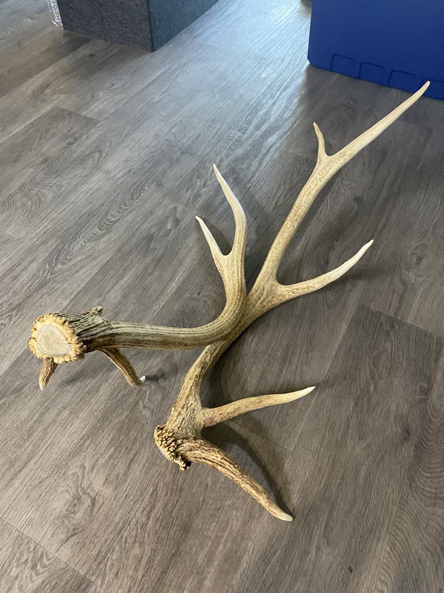 Elk Antlers 5 point set. 4 1/2 pounds!