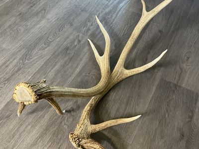 Elk Antlers 5 point set. 4 1/2 pounds!