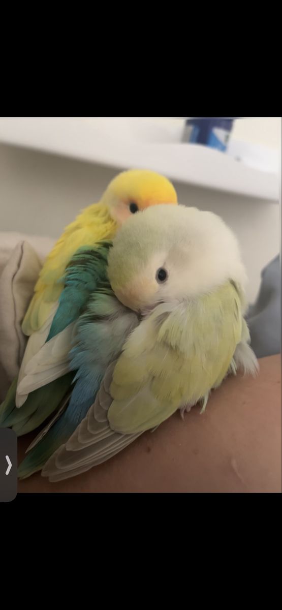 Bonded lovebirds