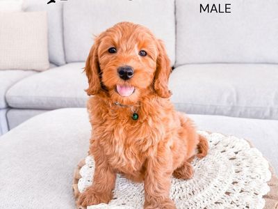 Professionally Raised F1bb Mini Goldendoodle Puppies Ready Now Golden Doodle Therapy Quality ESA Potential