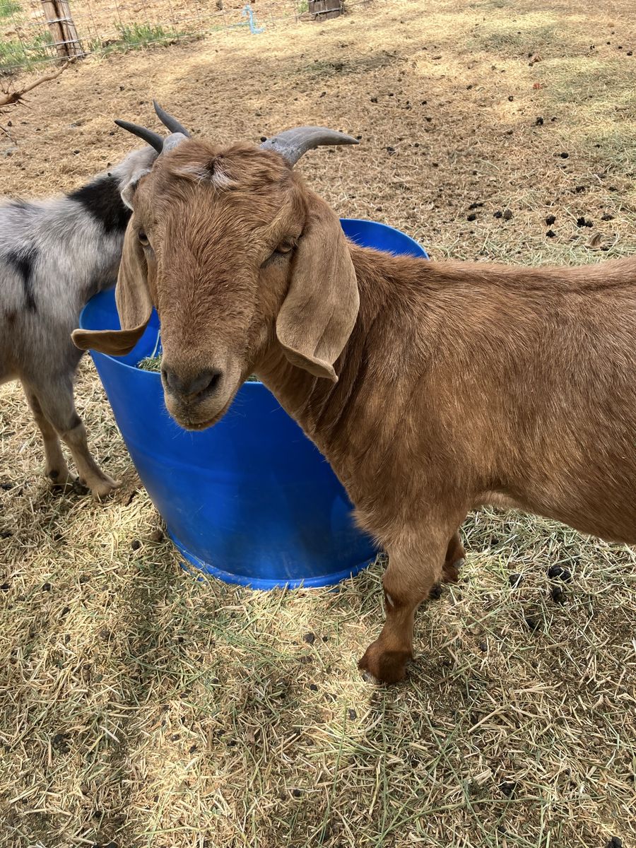 Sweet year old female Boer goat