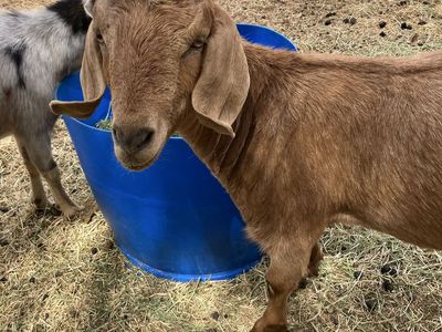Sweet year old female Boer goat
