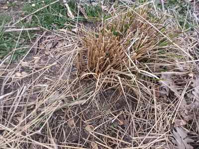 Karl Foerster ornamental grass