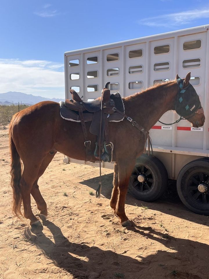 2018 AQHA Gelding