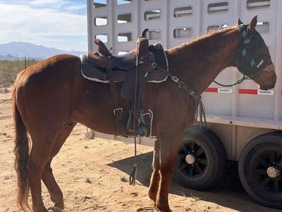 2018 AQHA Gelding