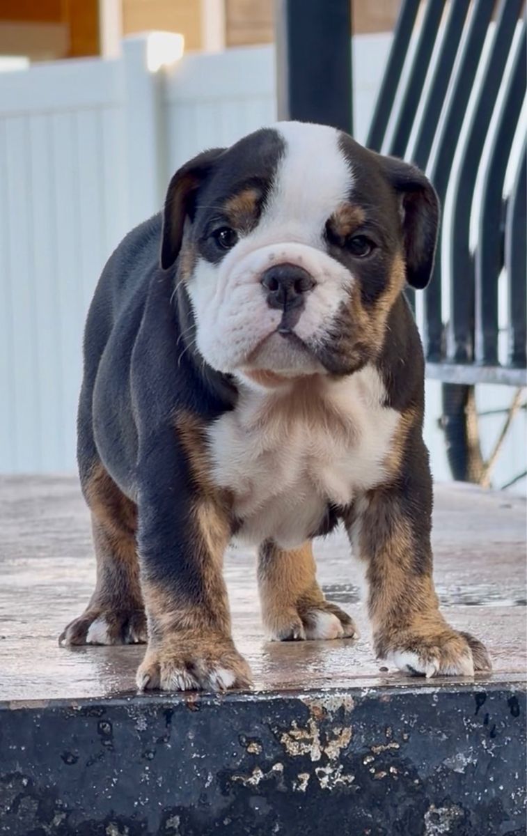 Beautiful English Bulldog Puppies