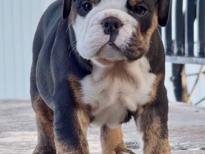 Beautiful English Bulldog Puppies