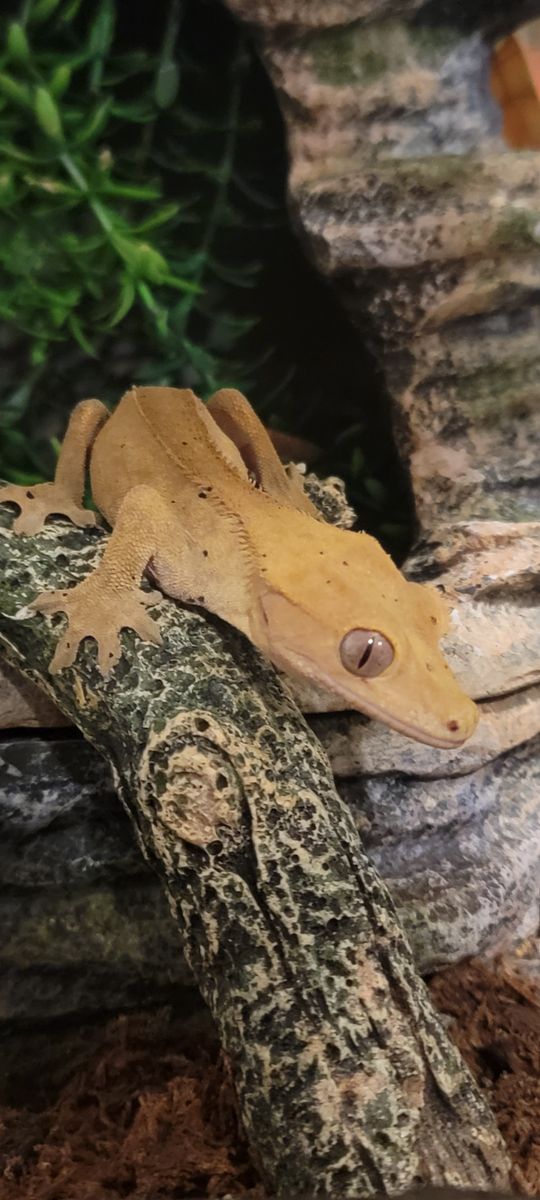 Crested Gecko