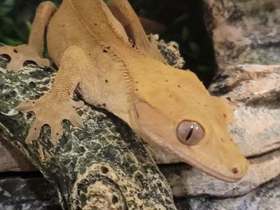 Crested Gecko