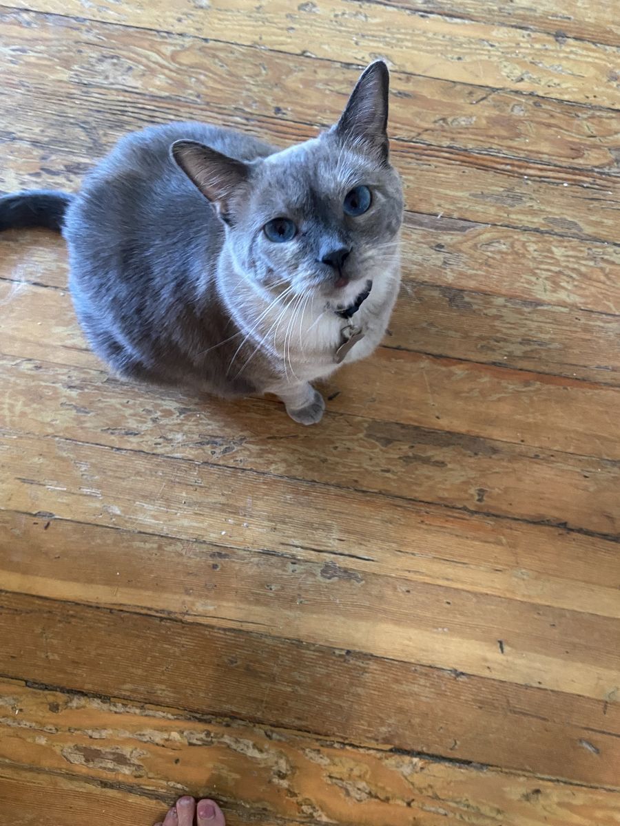 Siamese cat
