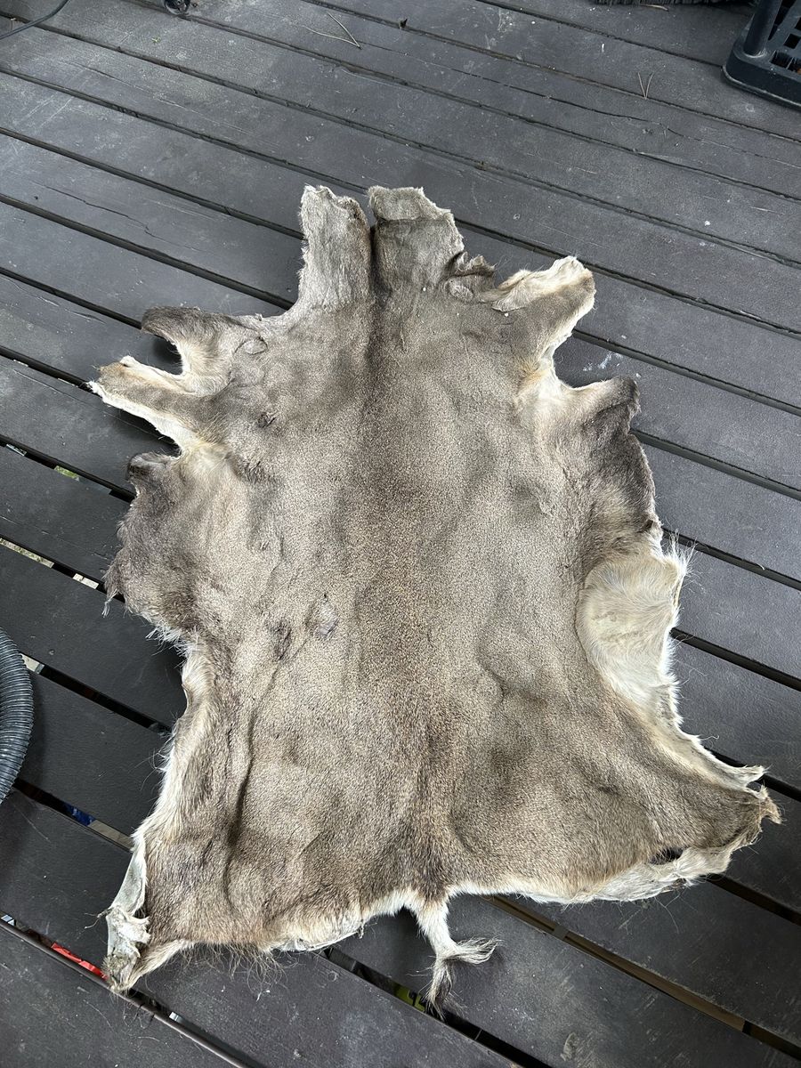 Salted Deer Hide