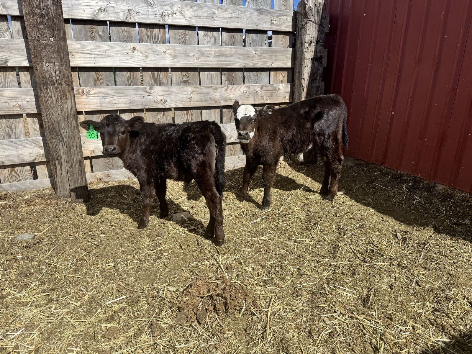 Bottle Calves